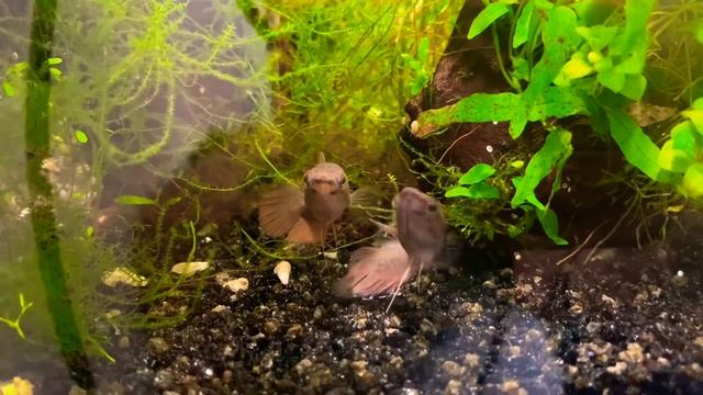 Петушок китайский дикий betta falx - нерест смотреть онлайн