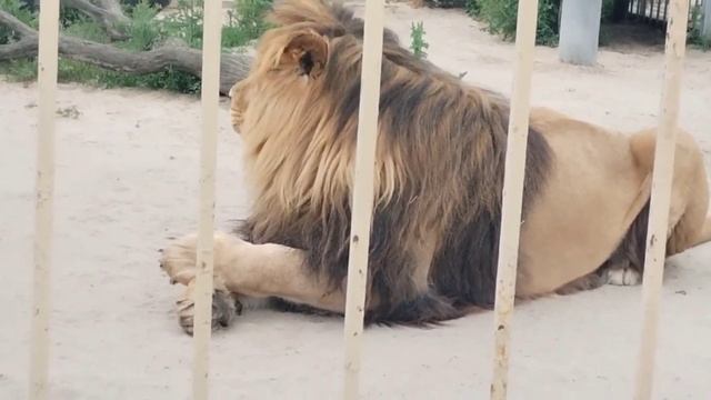 Лев Тигран. После обеда надо помыть лапки и спать ? #lion #animals #тигран смотреть онлайн