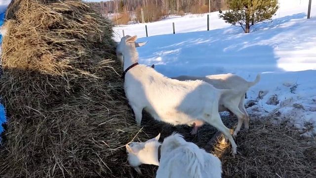 Знакомьтесь! Мои ЗААНЕНСКИЕ козы! Вся правда о козах в моем хозяйстве / Реальный удой коз смотреть онлайн