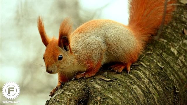 AF-S Nikkor 70-200mm f4,0 Видеообзор. Подробный обзор Nikkor AF-S 70-200mm f4.0 от FERUMM.COM смотреть онлайн