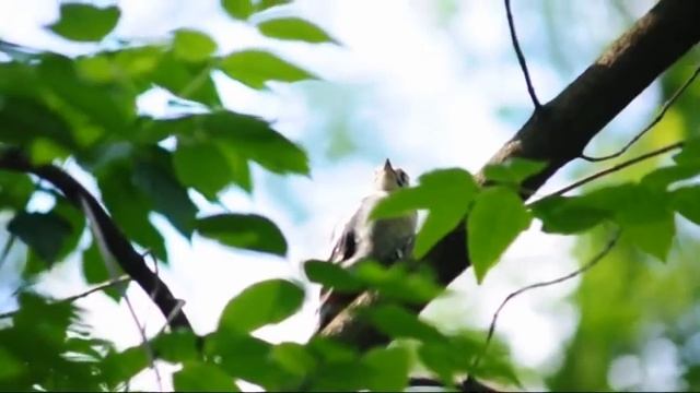 Подросший птенец дятла. смотреть онлайн