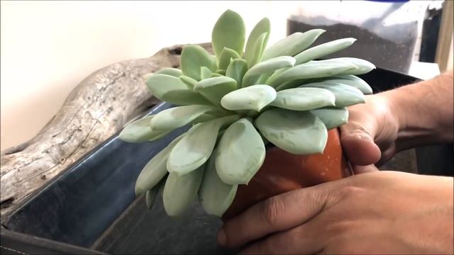 ECHEVERIA DERENBERGII X LAUI ? | Híbrido смотреть онлайн
