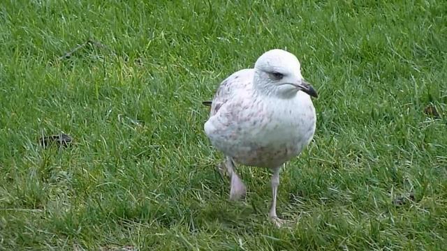 Dance Of A Seagull. Eastbourne. England  (Танцы чаек. Истборн. Англия)