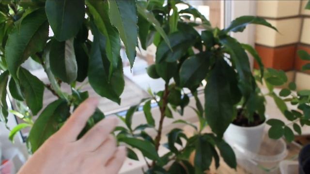 1.03 ?Розы, гортензии, цитрусы, инжир, нектарин и др. жители зимнего сада. Удачи и неудачи зимовки. смотреть онлайн