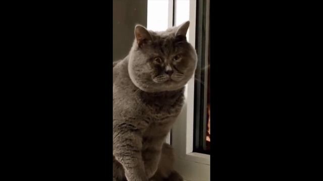 Посмотри на кошек и улыбнись. Видео про котов и кошек. Смешные кошки смотреть онлайн