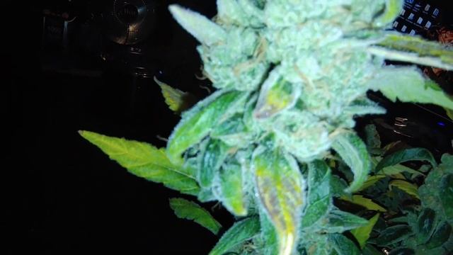 Auto Seeds Start To Finish Update 11 смотреть онлайн