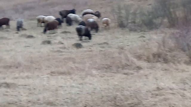 эдильбаевские овцы,последние дни джайляу.