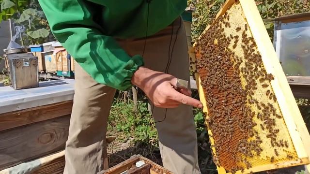 Сколько кормить пчел осенью. Сколько мёда оставлять в зиму. Подкормка пчел на пасеке смотреть онлайн