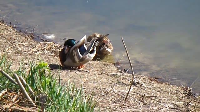 Как живут утки на озере? 12Апреля #утки#озеро#Ducks On The #lake - What Is Happening In Their Life?