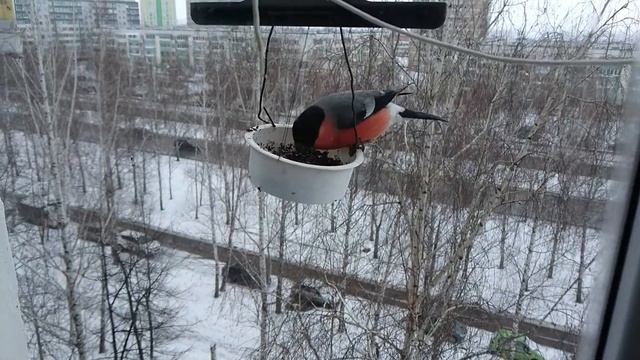 Снегирь ест семечки и снегири летают смотреть онлайн