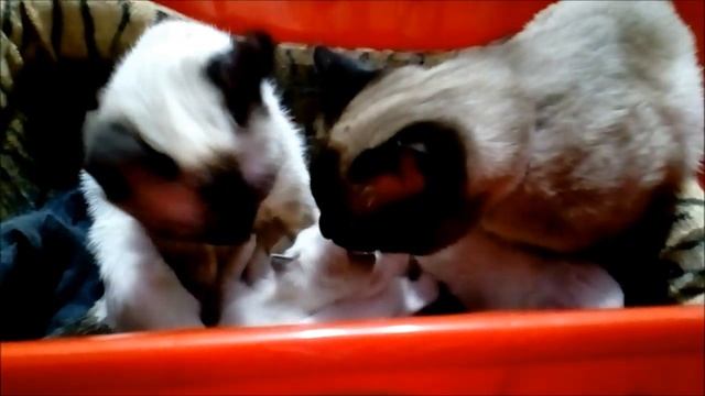Нашим сиамским котятам 3 недели/Животные