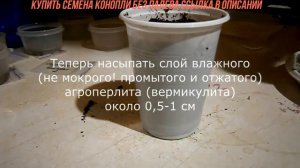 Проращиваем конопли в торфе + земле + покрытие перлита вермикулита