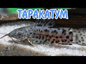 ТАРАКАТУМ. СОДЕРЖАНИЕ ,РАЗВЕДЕНИЕ И КОРМЛЕНИЕ.