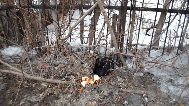Суровые Челябинские кролики ! смотреть онлайн