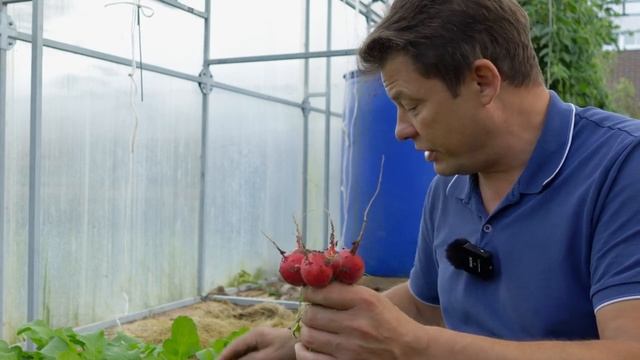 Если Вы до сих пор считаете, что редис это весенний корнеплод, то посмотрите как она выросла у меня смотреть онлайн