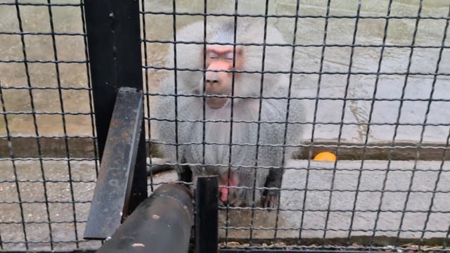 Джонни аппетитно кушает финики! Тайган смотреть онлайн