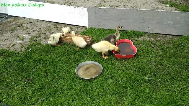 Стадо наших гусей пасется на заливных лугах🤔😂🦢 смотреть онлайн