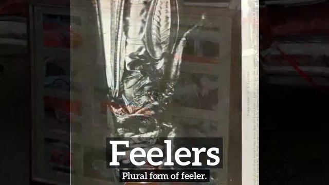 How Do Feelers Look? | What are Feelers? | How to Say Feelers in English? смотреть онлайн