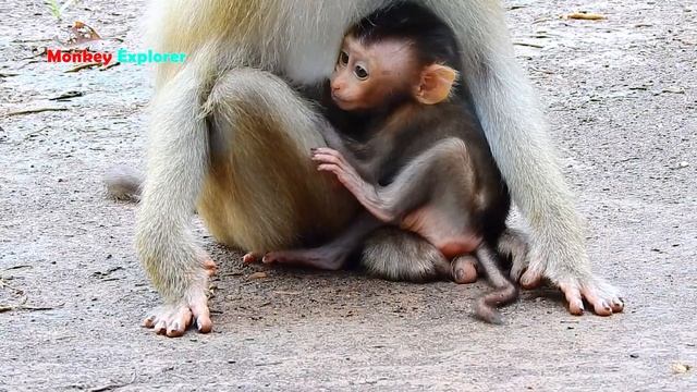 Oh, My idol favorite little baby Rex super active jumping to react to camera with scaring at all. смотреть онлайн