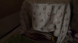 Сфинкс Первые роды