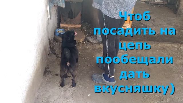 Мопс-метис. Четырёхлапый друг. смотреть онлайн