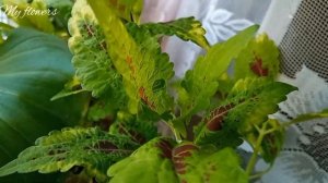 Колеус.Уход в домашних условиях.Проблемы и вредители.