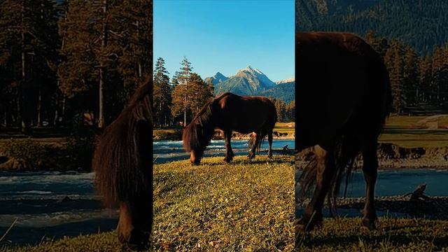 Архыз 2021 - горы, река, лошади, природа... Архыз летом. Путешествия, отдых, туризм. Красиво. смотреть онлайн