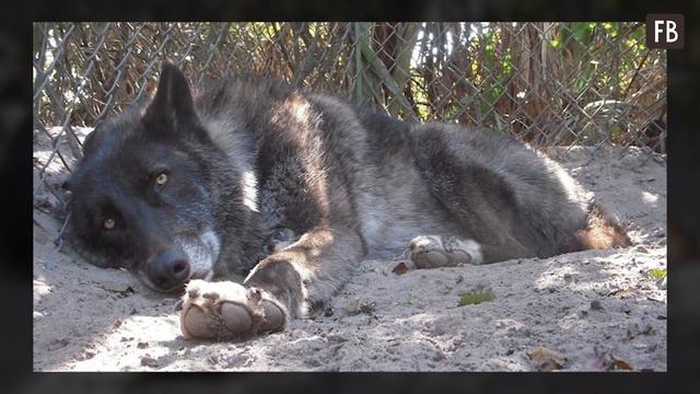 Хозяин бросил своего гигантского волкодава, отдав его на усыпление, но в дело вмешались волонтеры смотреть онлайн