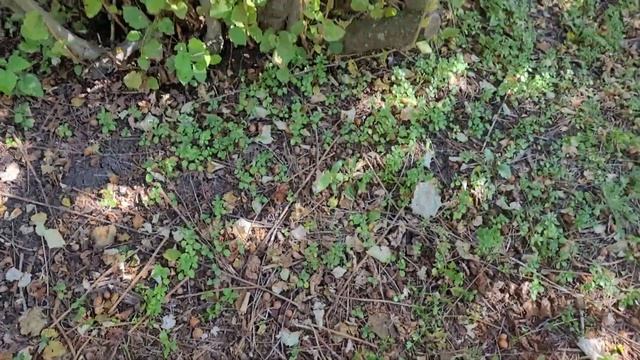 Фундук в Украине. Прогулка по саду. Сорта Велетень + Лозовской шаровидный. Часть 2.1. 01.10.21г смотреть онлайн