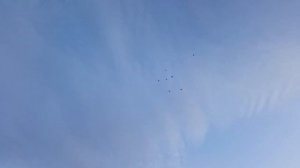 12.10.23 Гон голубей.