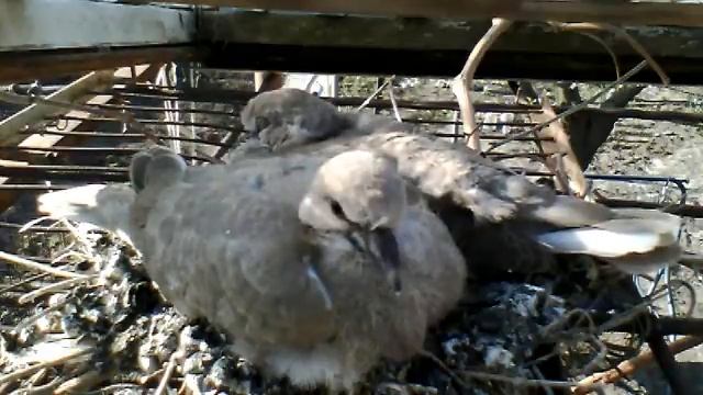 Гнездо го́рлицы, 25 Апрель 2012 г. смотреть онлайн