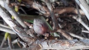 Вредители Азалии. Методы борьбы с врагами-вредителями Азалии!