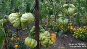 Самые урожайные сорта томатов. Обзор томатов в открытом грунте на Урале.