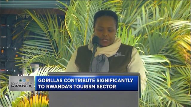 Kwita Izina: Rwanda on tourism recovery path смотреть онлайн