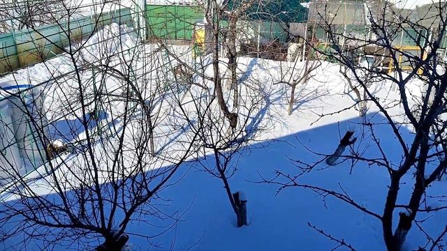 Фиалки после пересадки, удивительный результат. смотреть онлайн