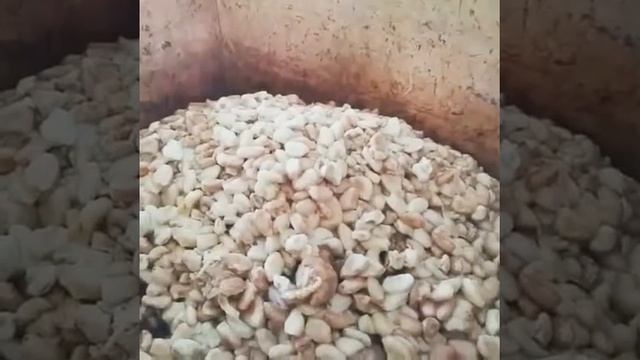 Засыпка свежих какао бобов в ящик для ферментации смотреть онлайн