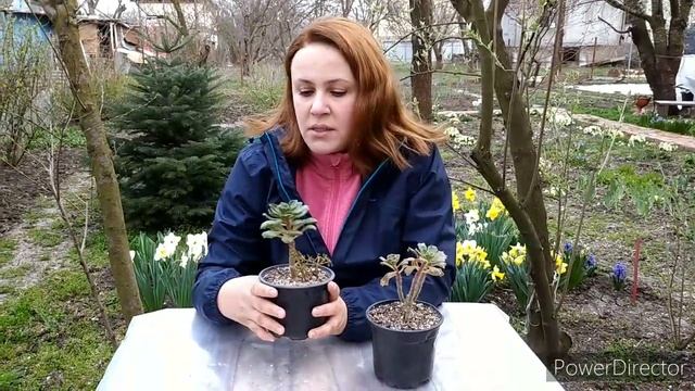 Эониум Смита (aeonium Smithii). Описание, уход, черенкование