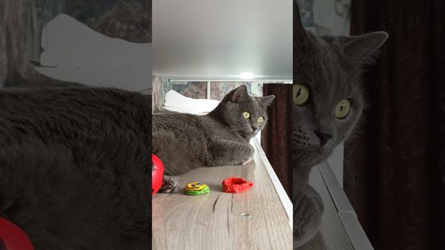 пухлый кошак смотреть онлайн