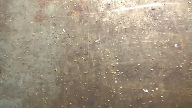 09.0917г Работает спрей от клеща. смотреть онлайн