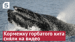 Кормежку горбатого кита сняли на видео