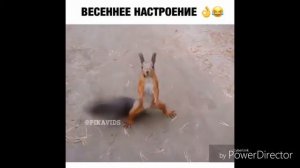 Смешная белка