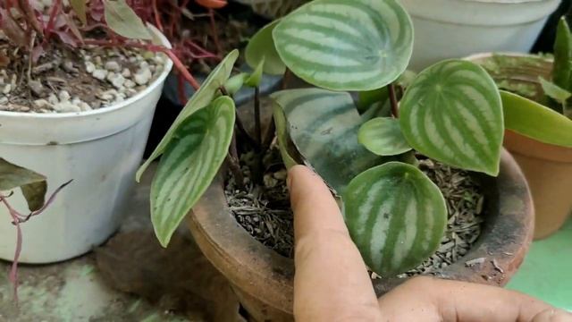 HAPPY BEANS SUCCULENTS (Peperomia Ferreyrae) CARETIPS & PROPAGATIONS/UPDATES ON PEPEROMIA WATERMELO