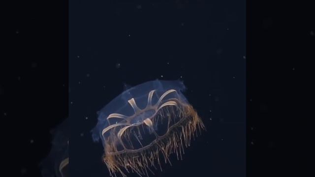 Глубоководная медуза Halicreas смотреть онлайн