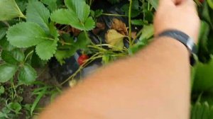 Клубника сорт Магнус. Вкусный и поздний, для любого региона.