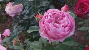 РОЗЫ красивые КОРАЛЛ ЖЕЛЕ Айсфогель