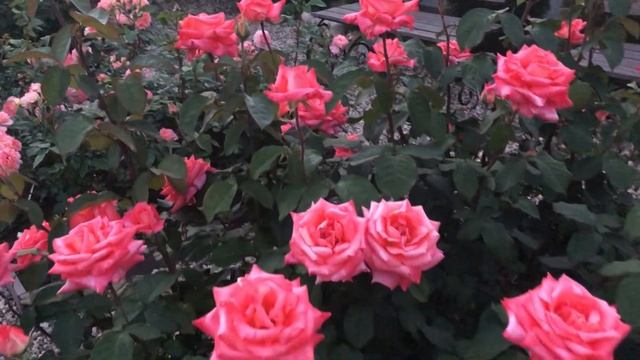 Роза Фольклор (Folklore). Июнь.