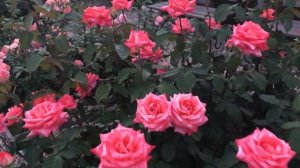 Роза Фольклор (Folklore). Июнь.