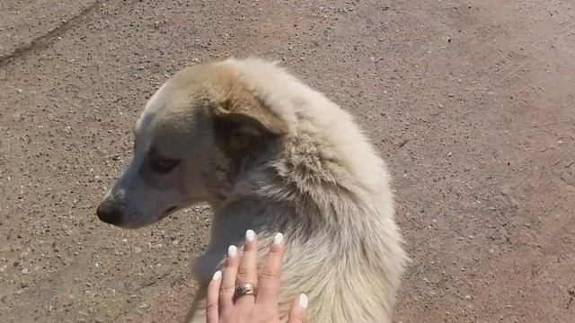 За что люди предают лохматых друзей смотреть онлайн