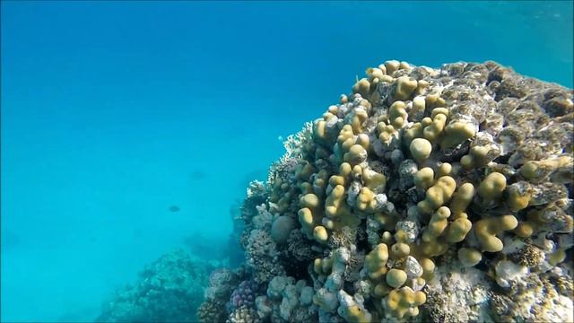 Риф отеля Stella di Mare Resort Хургада (март 2021) смотреть онлайн
