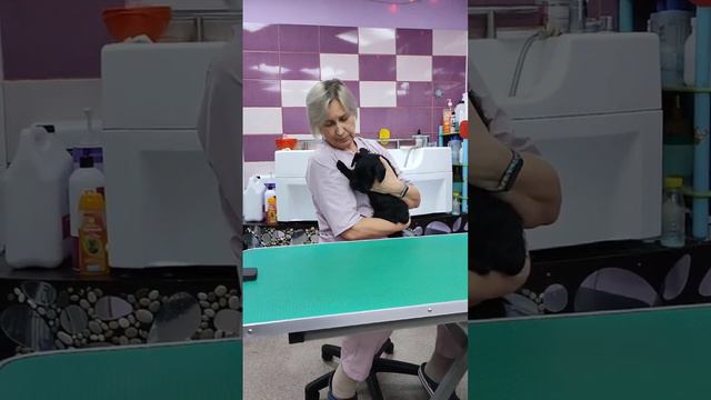Щенок-чудо! смотреть онлайн